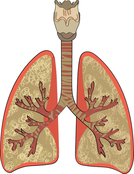 lungs trache Print
