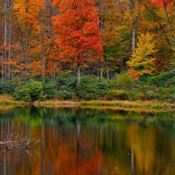 Sims Pond