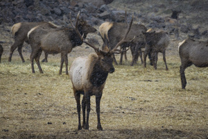 Elk Embracing the Storm