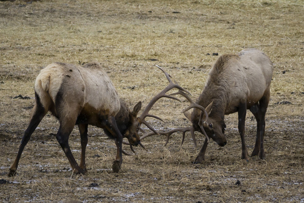Dueling Elk Print