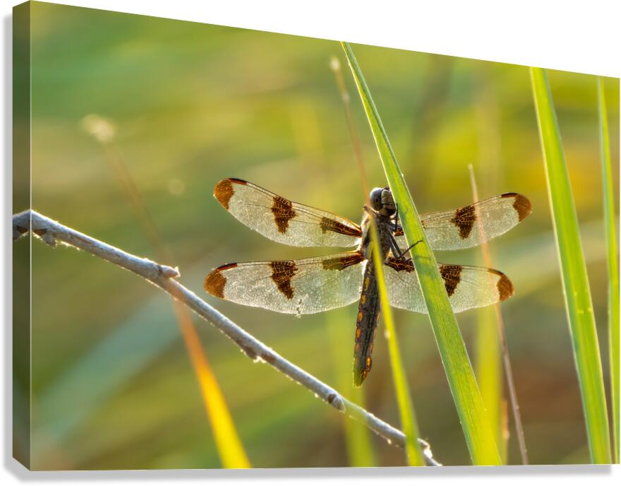 Dragonfly Canvas Print