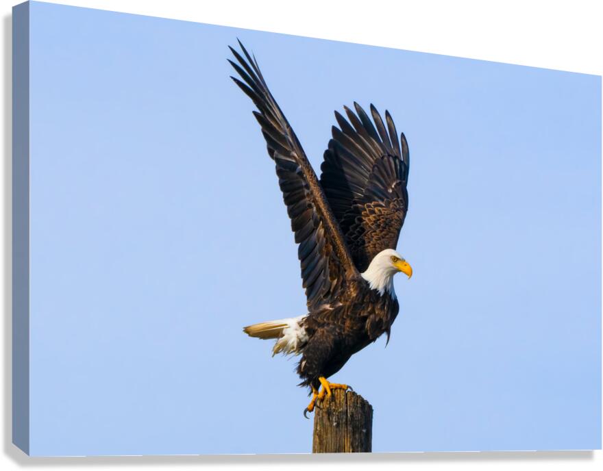 Bald Eagle II Canvas Print