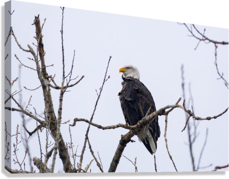 Bald Eagle I Canvas Print