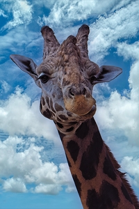 Rothschilds giraffe - Giraffa camelopardalis