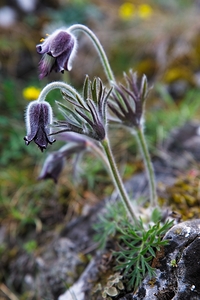 Small Pasque Flower - Spring Pulsatilla vernalis