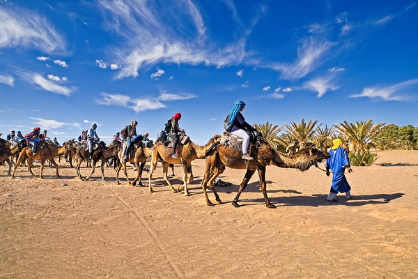 Camel caravan Sahara desert - Morocco Africa Print