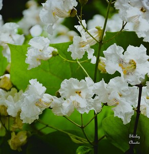 Apple Blossem Flowers