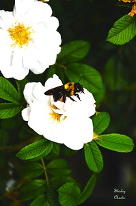Bee