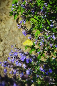 Lavender Butterfly 