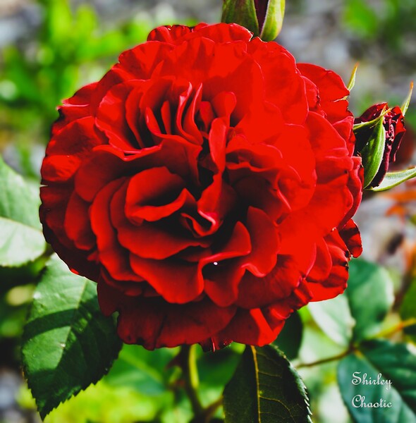 Queen of Hearts  Print