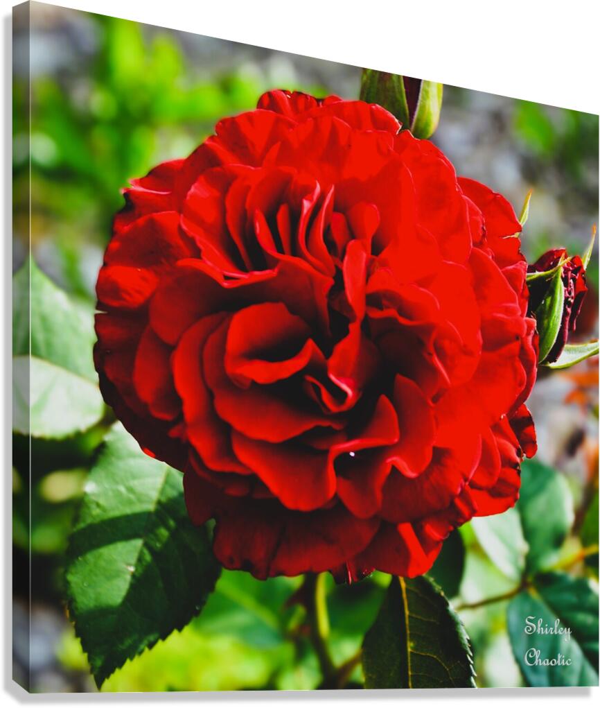 Queen of Hearts  Canvas Print