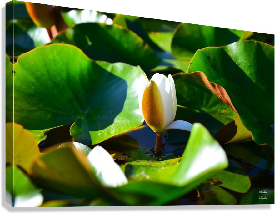 Growth  Canvas Print