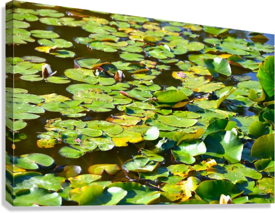 The 3 Amigos  Canvas Print