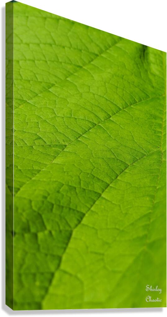 Leaf Canvas Print
