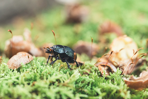 Anoplotrupes