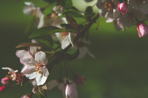 apple blossom