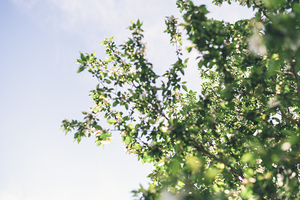  in the trees