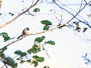 chickadee