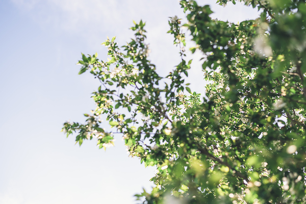  in the trees Print
