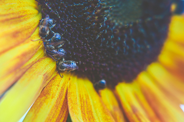 sleepy bees Print