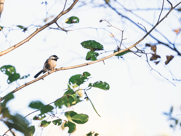 chickadee Print