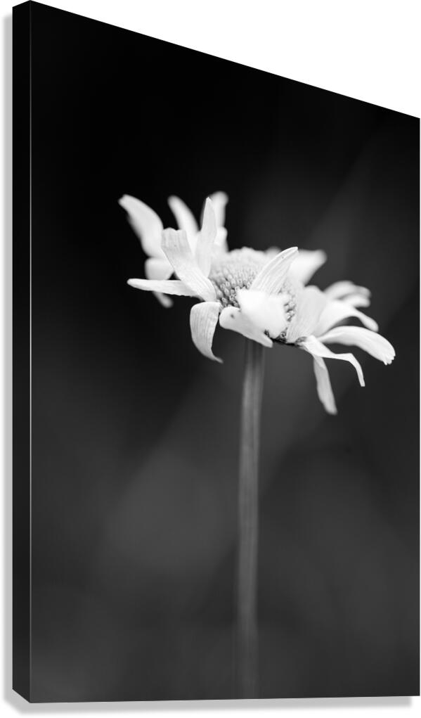 daisy 1 Canvas Print