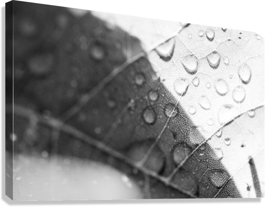 leaf dew Canvas Print
