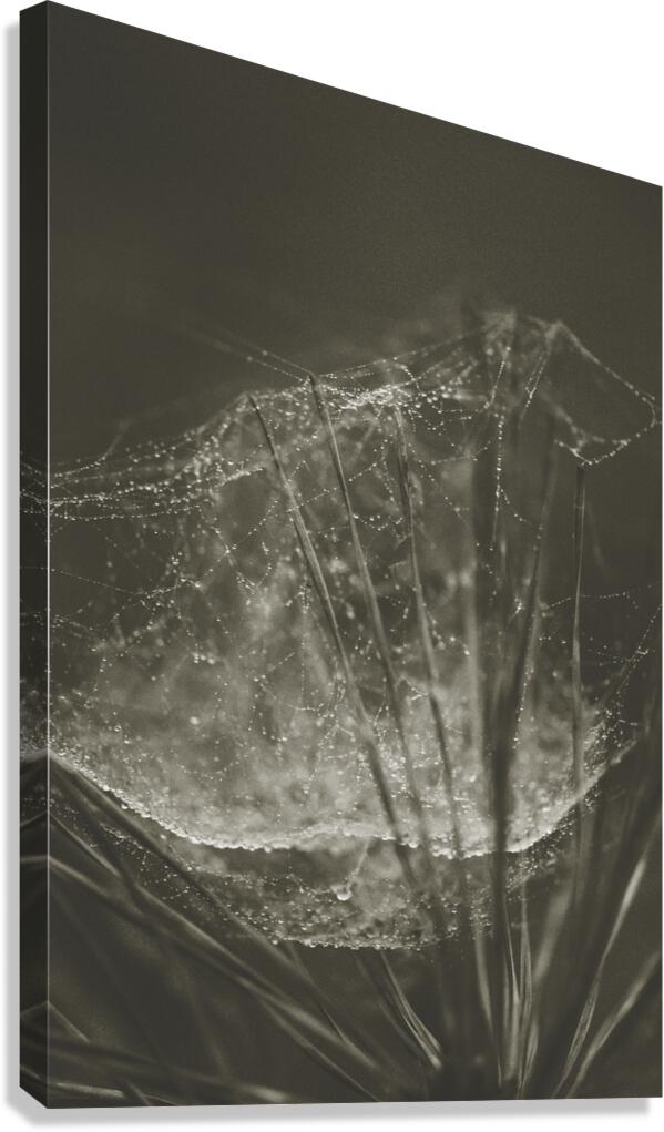 web 1 Canvas Print