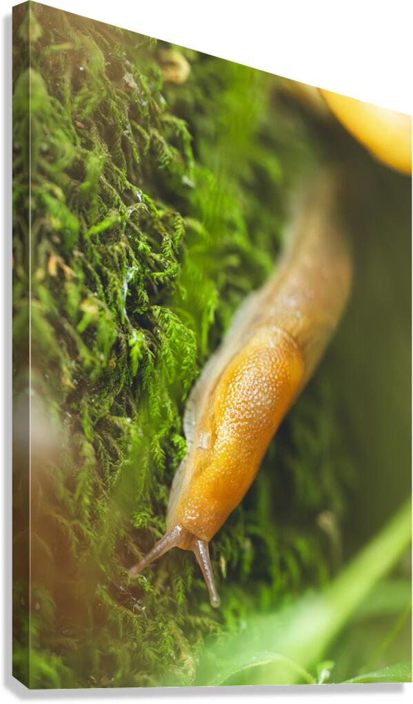 slug 1 Canvas Print