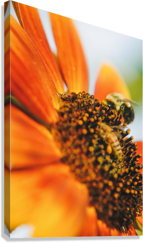 sunflower with bee Canvas Print