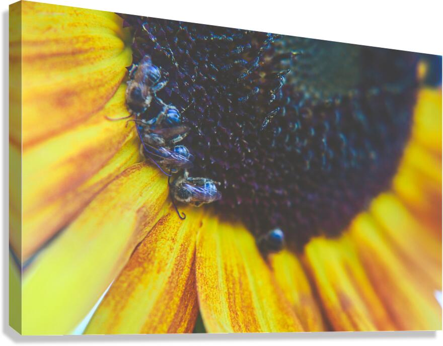 sleepy bees Canvas Print