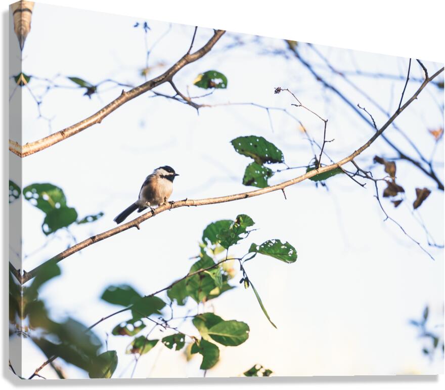 chickadee Canvas Print