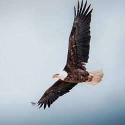 Wing Command