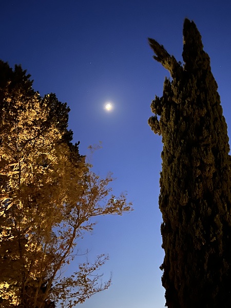 A Llama Sees the Moon in Tuscany by Ken Wiles