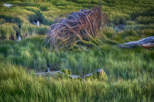 FS240514 Fallen Tree on Gilbert Beach HDR