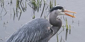 FS250427 CATCH OF A SNACK
