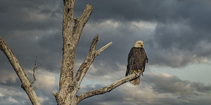 FS250704 EAGLE AT FINN SLOUGH
