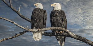 FS250211DW5 EAGLES TWOGETHER