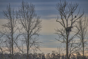 FS250307 EAGLES AT THEIR NEST Edit