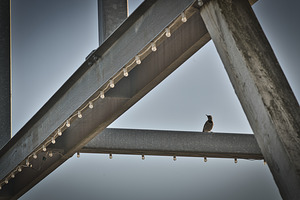 Northern Flicker In A Frame