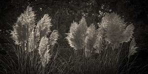 FS250915 Common Reed