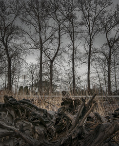 FS120331 DRIFTWOOD AT GILBERT BEACH