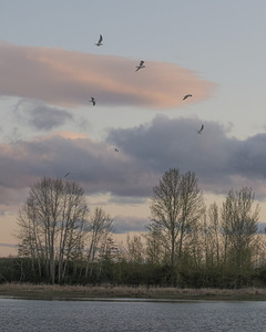FS250410 AN AFTERNOON AT FRASER RIVER