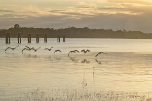 FS251002 CANADA GEESE