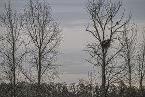 FS250307 EAGLES NEAR THEIR NEST