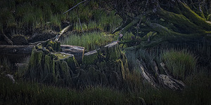 FS250401DW2 DRIFTWOOD ON GILBERT BEACH