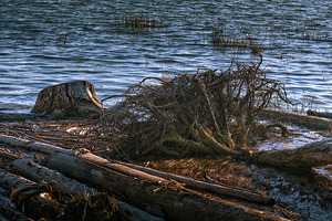 FS240929 ROOTS FROM NOWHERE