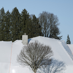 FS250305S PORTRAIT OF TREES square