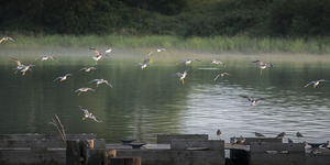 FS250813 02 SANDPIPERS