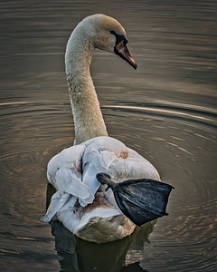 FS230602 WOUNDED SWAN 2